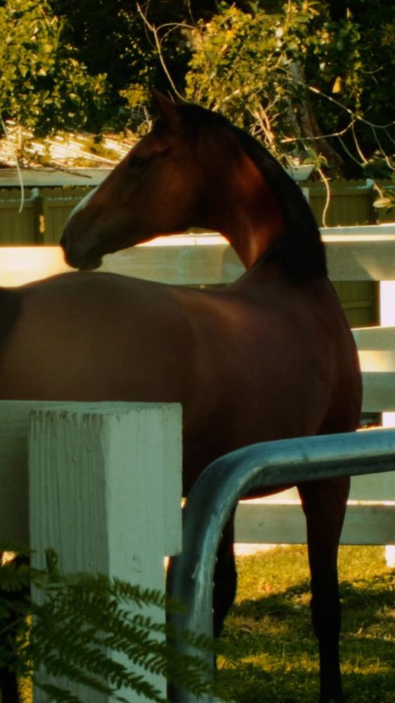 Sports: Stable, golden hour